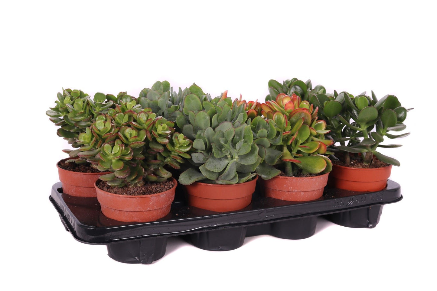 Oriental-Edelcactus Crassula hybrid Pack of 6