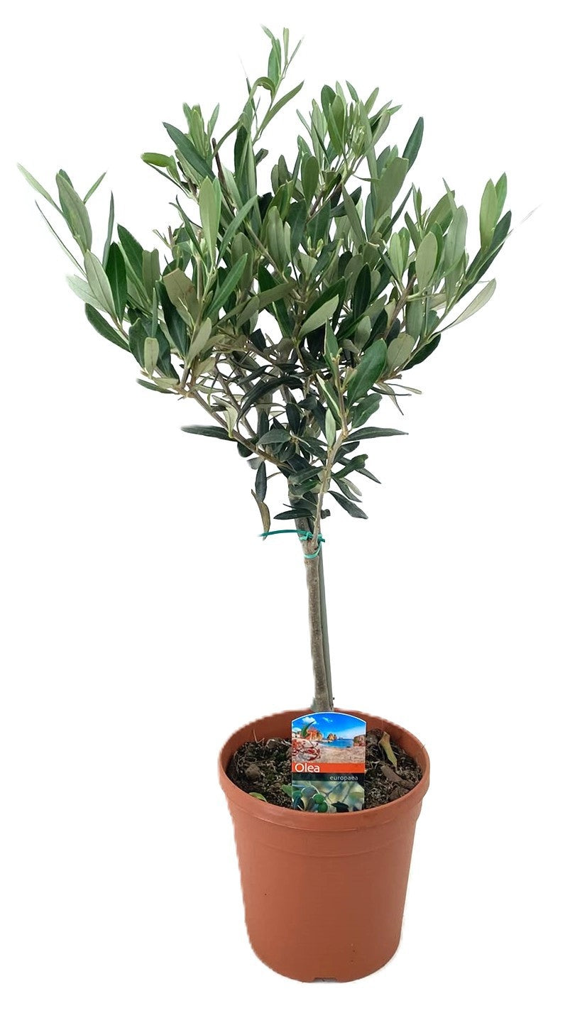 Olea europaea 60cm 14cm Pot