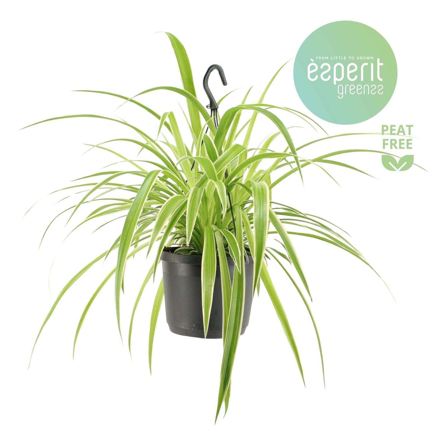 Chlorophytum Variegated 30cm 17cm Pot