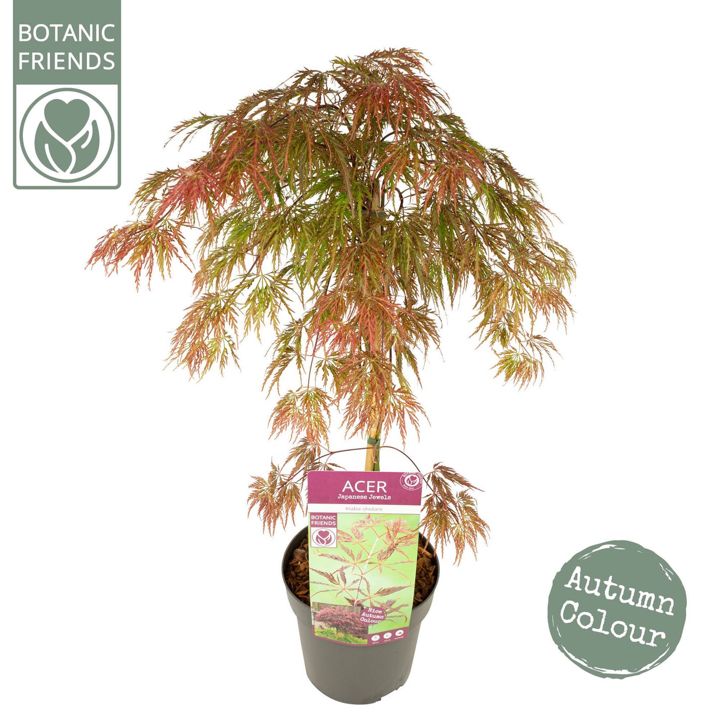 Acer Inaba-shidare 55cm 19cm Pot