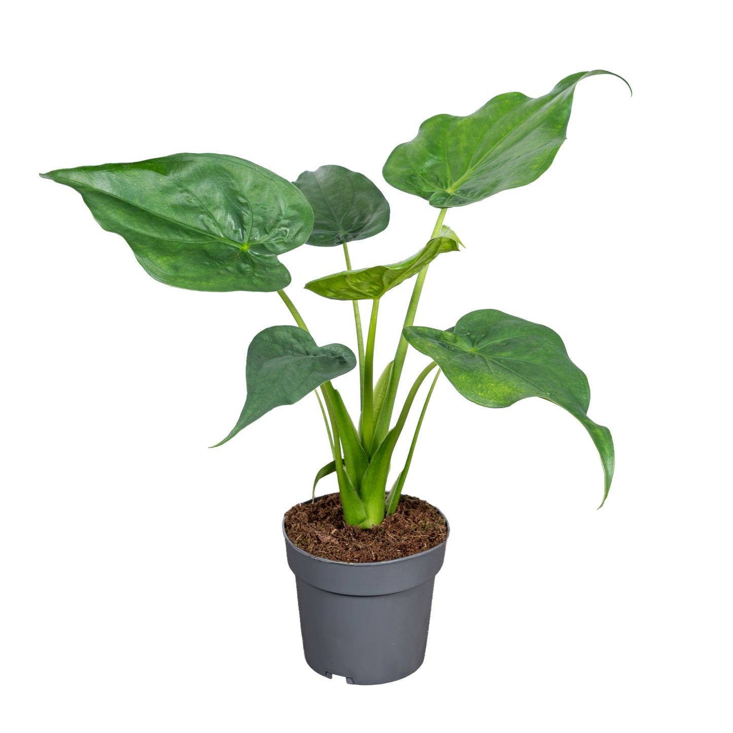 Alocasia cucullata 45cm 14cm Pot