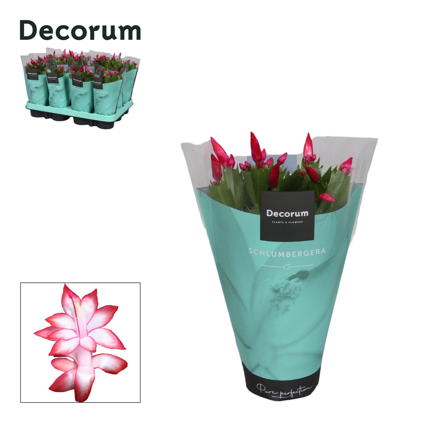 Hofland Flowering Plants Schlumbergera red Pack of 18