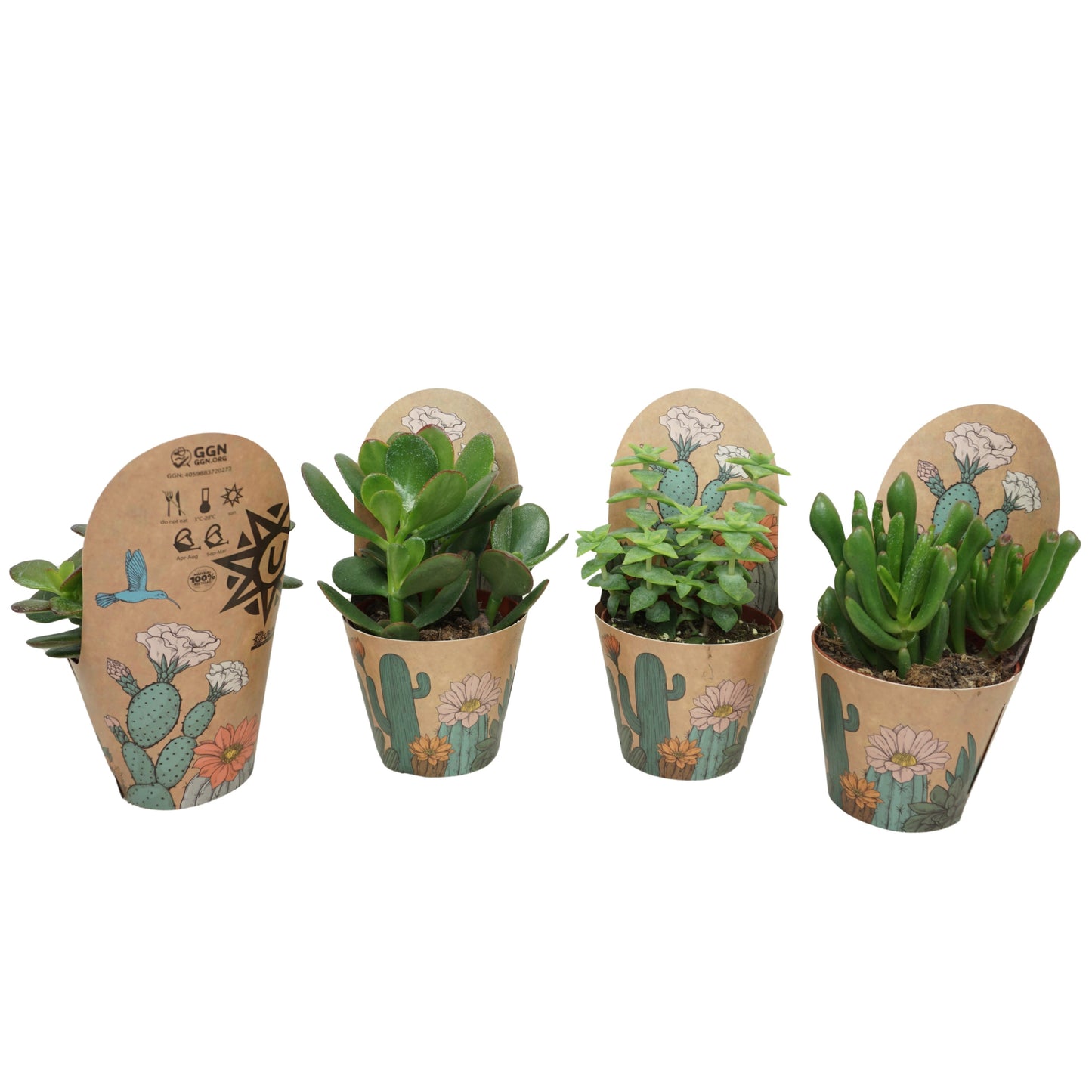 Crassula mix 12cm 8.5cm Pot