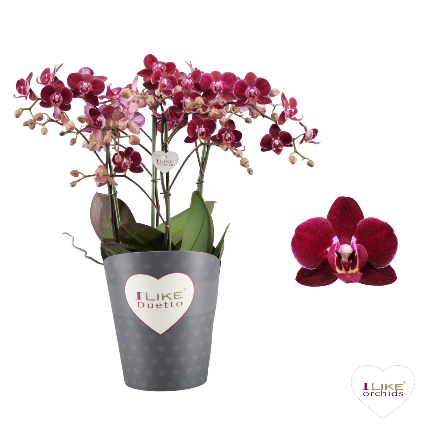 Phalaenopsis mf. Cartagena 50cm 17cm Pot