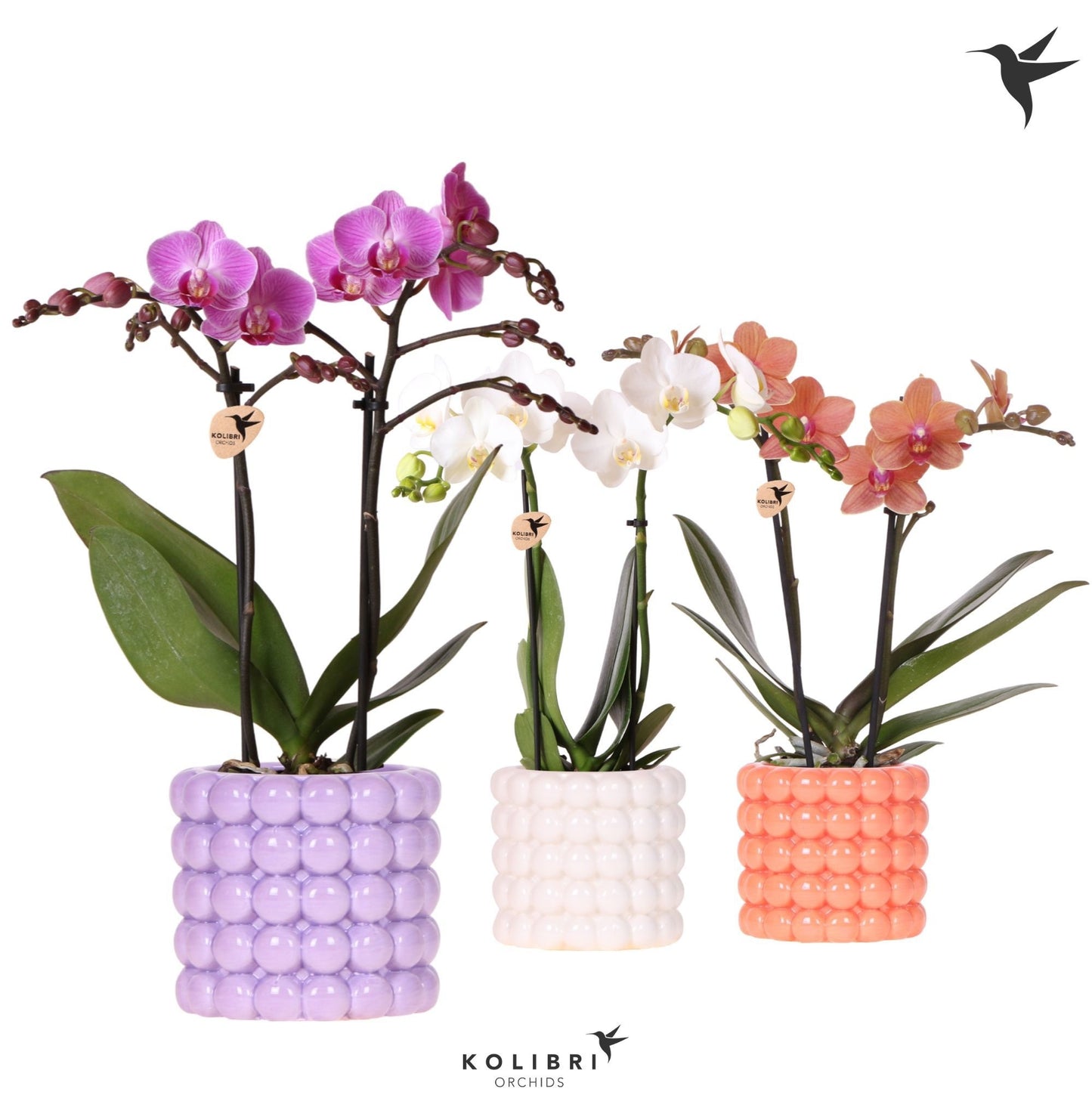 Kolibri Orchids Phalaenopsis mix 2 spike in Poppy pot mix 40cm 9cm Pot