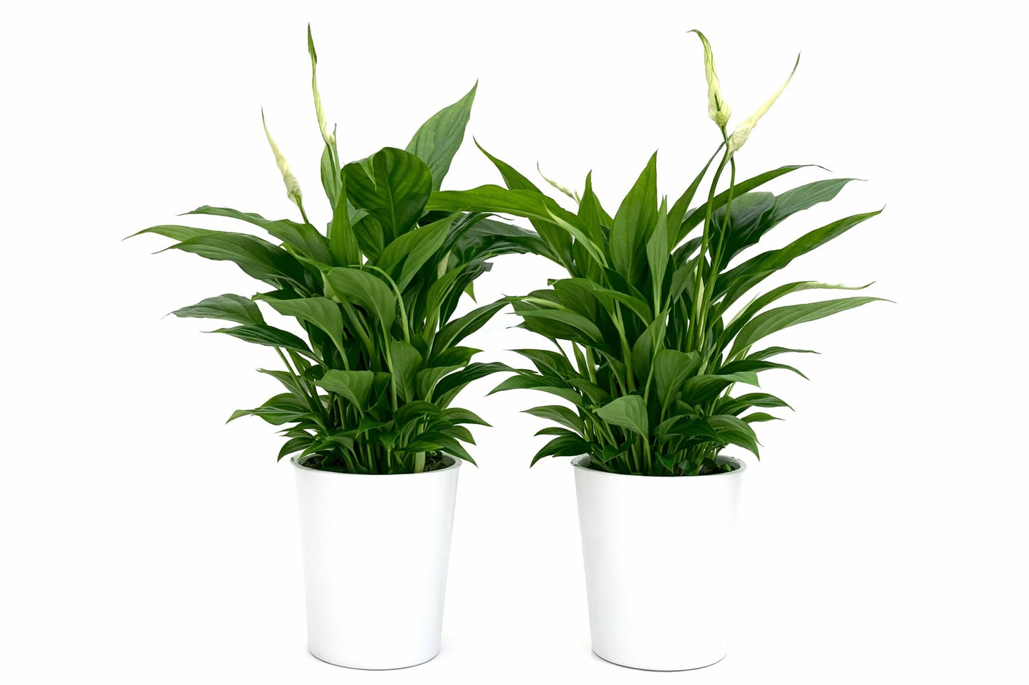 Spathiphyllum Pearl Cupido 35cm 9cm Pot