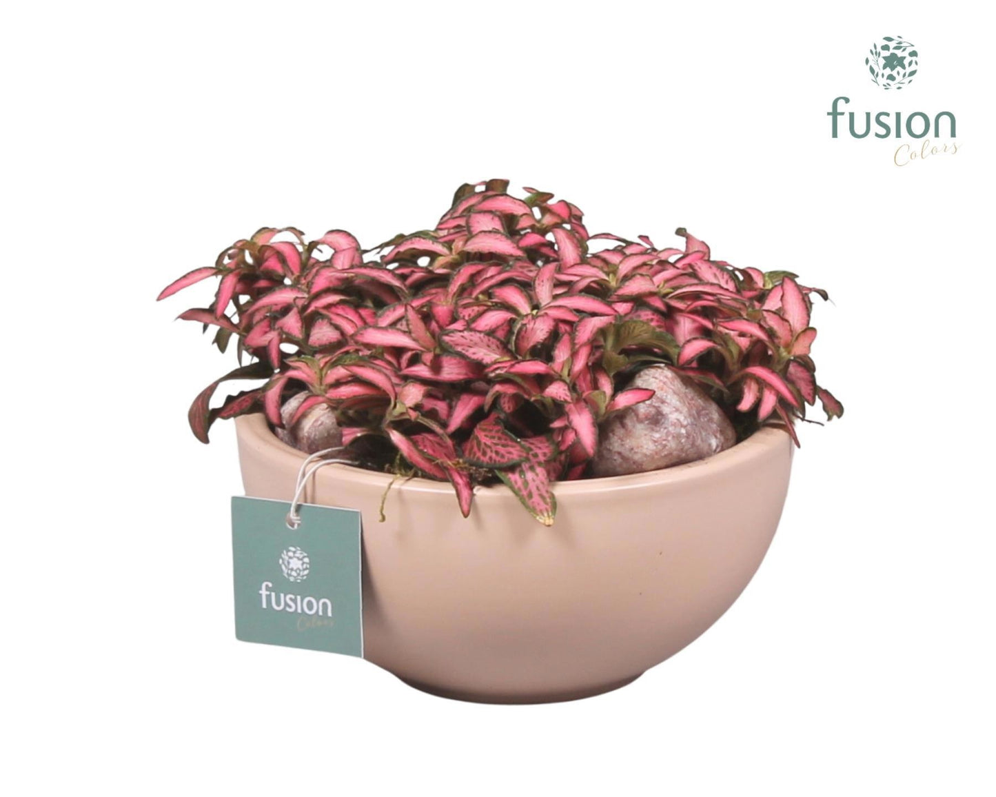 Schaal keramiek Moon Small blush pink met Fittonia 20cm 15cm Pot