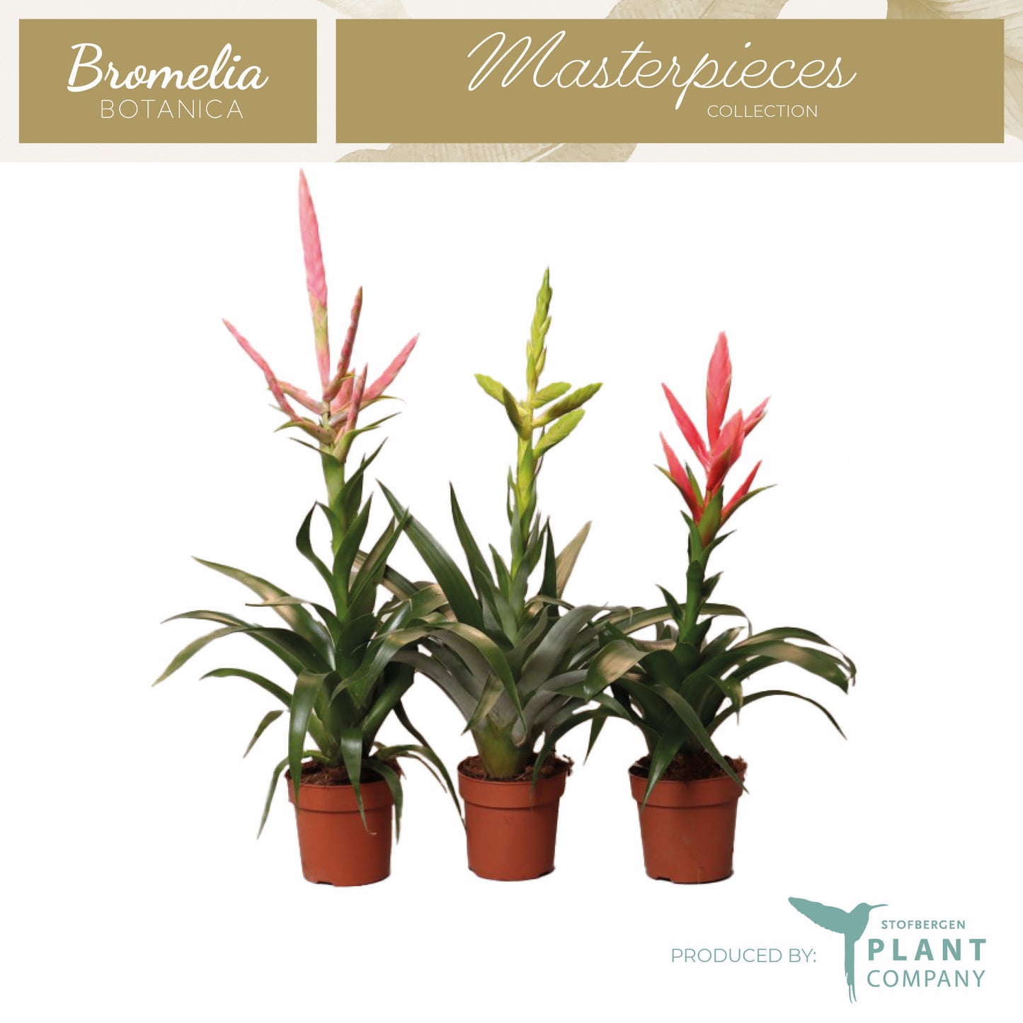 Bromelia mix 60cm 12cm Pot
