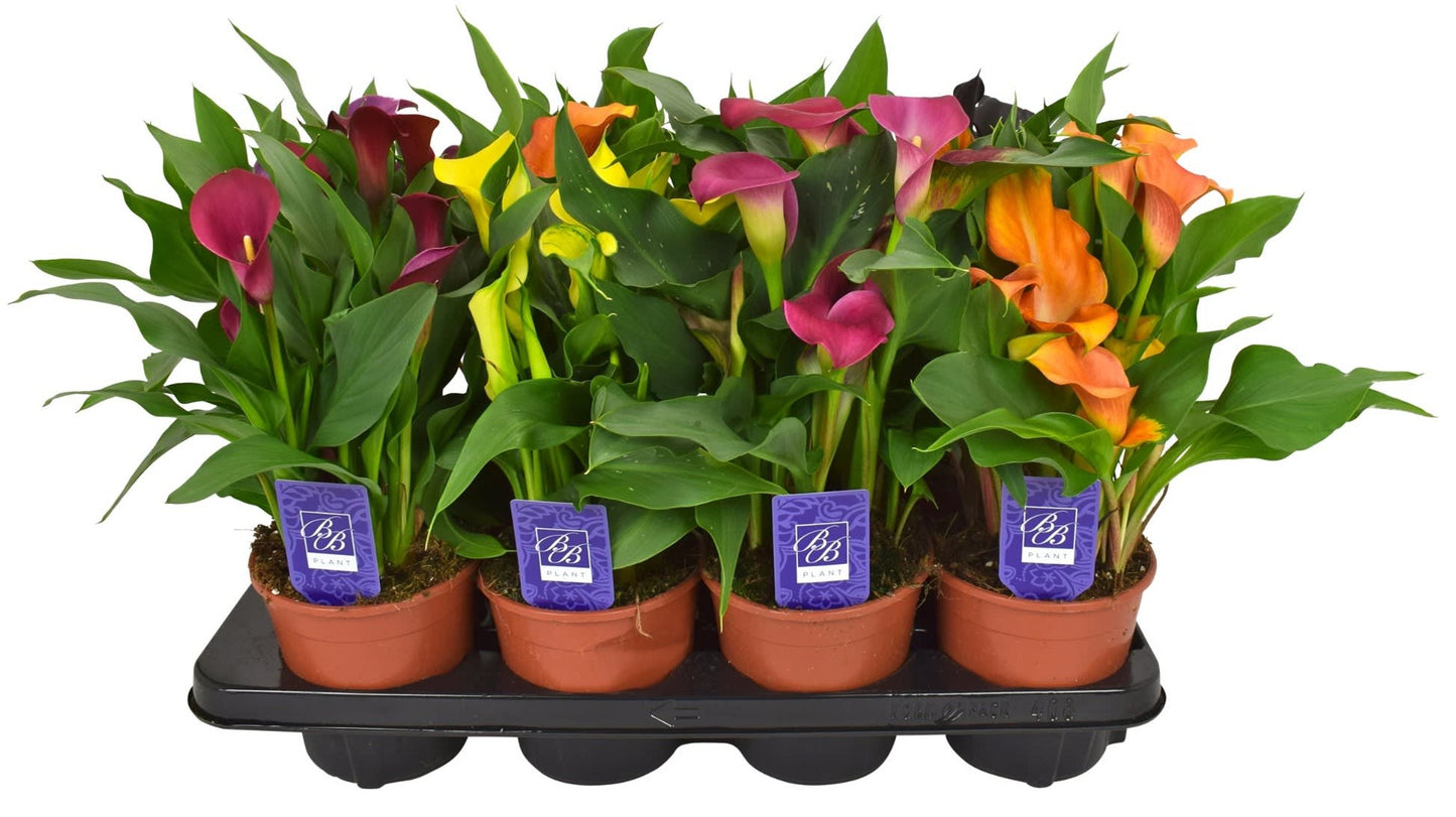 Zantedeschia mix 35cm 14cm Pot