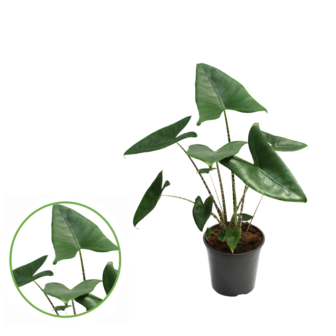 Alocasia Zebrina 85cm 21cm Pot