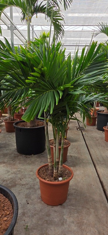 Carludovica palmata 220cm 50cm Pot