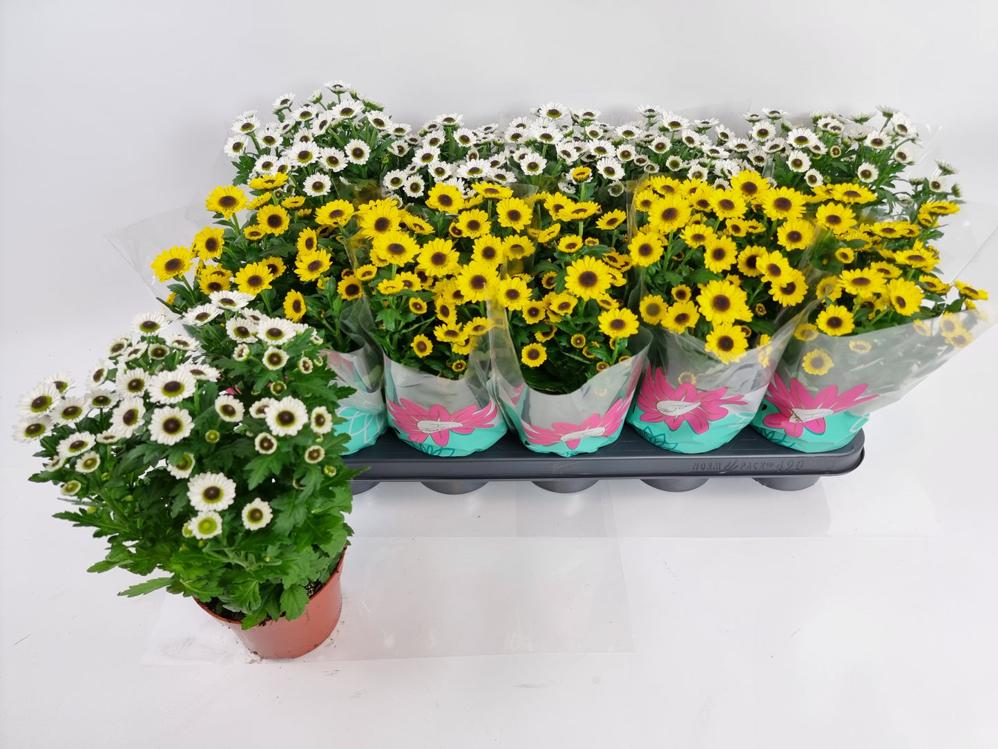 Chrysanthemum Day mix 21cm 12cm Pot
