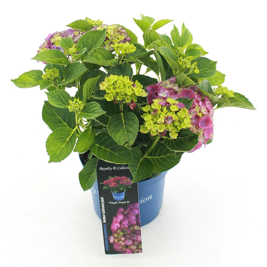 Jong Plant BV, De Hydrangea macrophylla mix Pack of 20