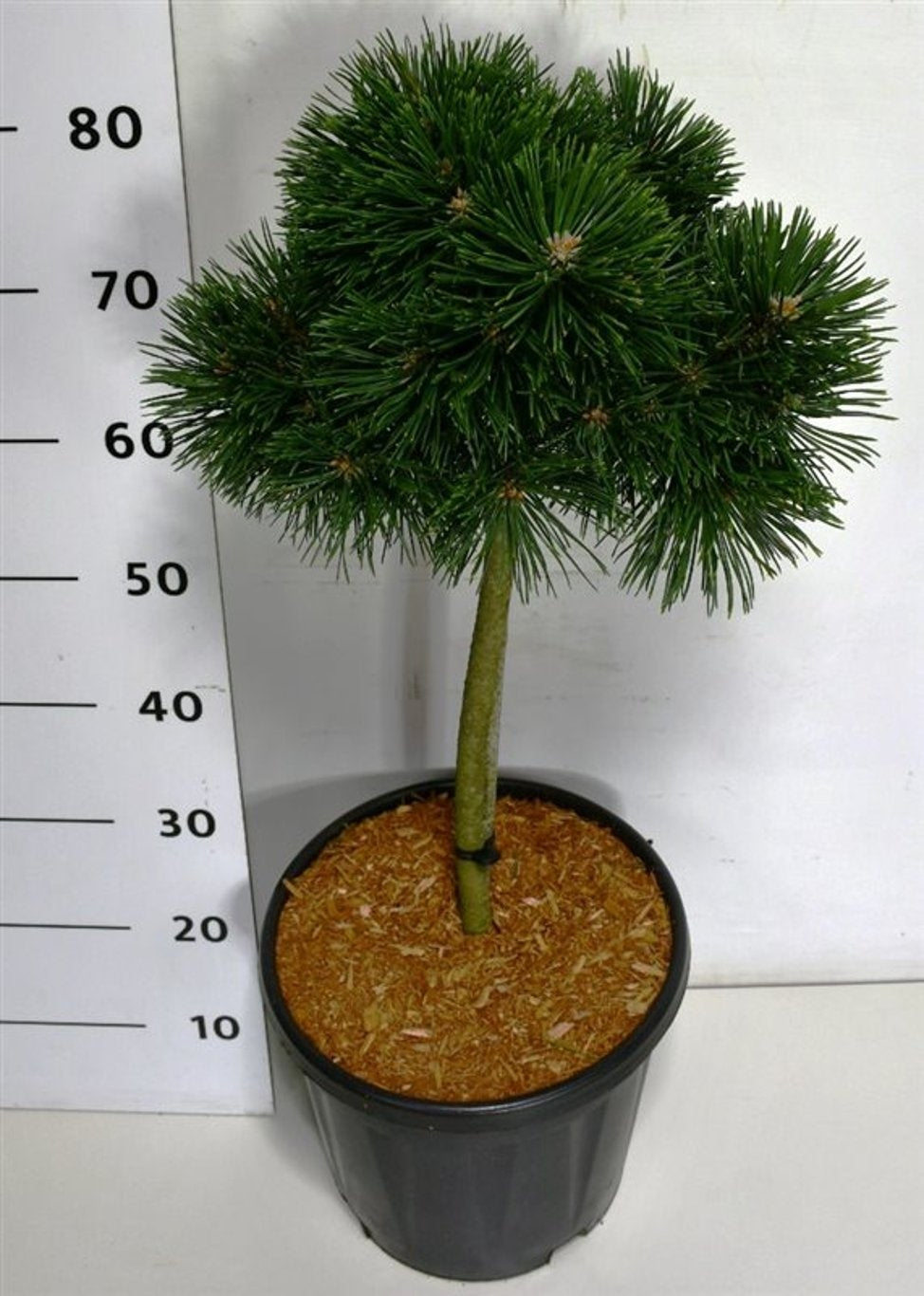 Pinus mugo 90cm 32cm Pot