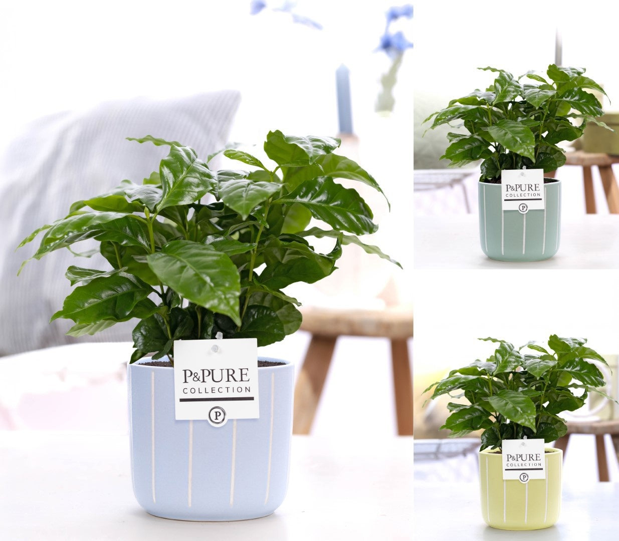 Pure Collection Coffea arabica Pack of 5