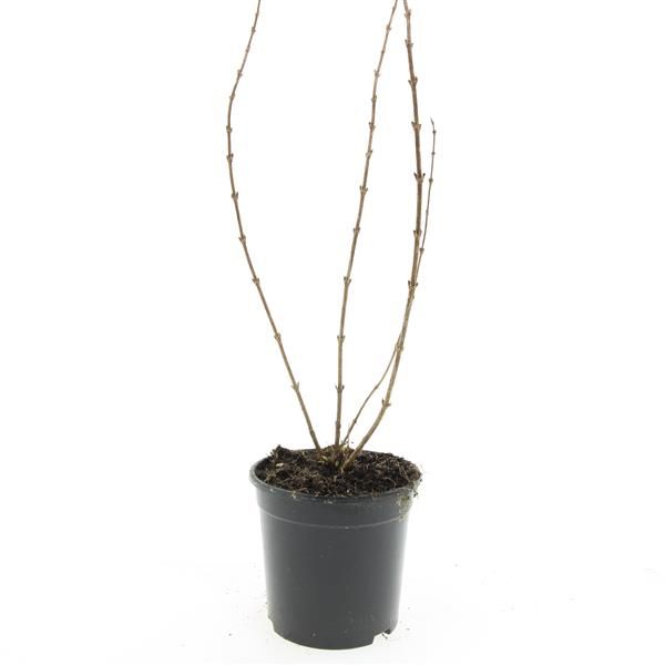 Deutzia gracilis 10cm 14cm Pot