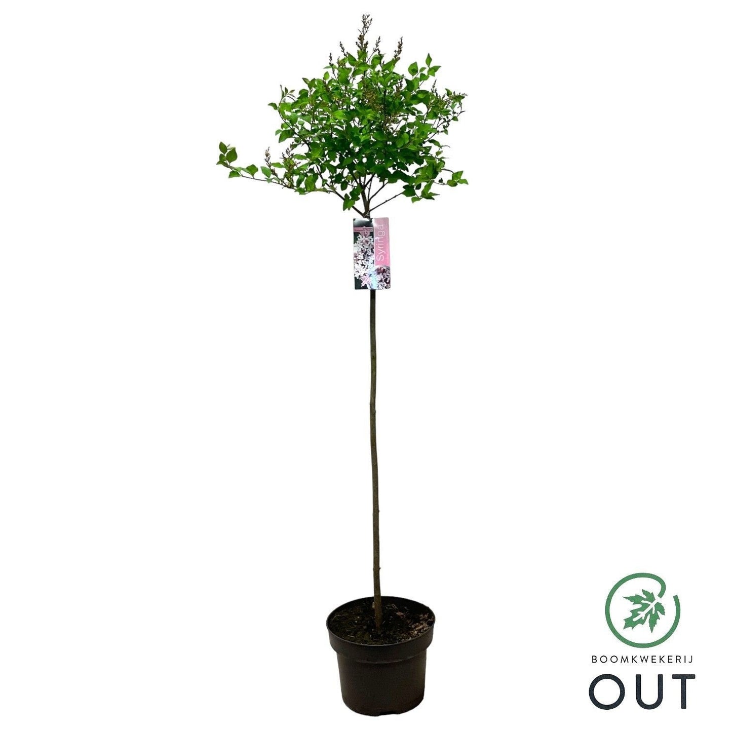 Syringa Hybrid 100cm 19cm Pot