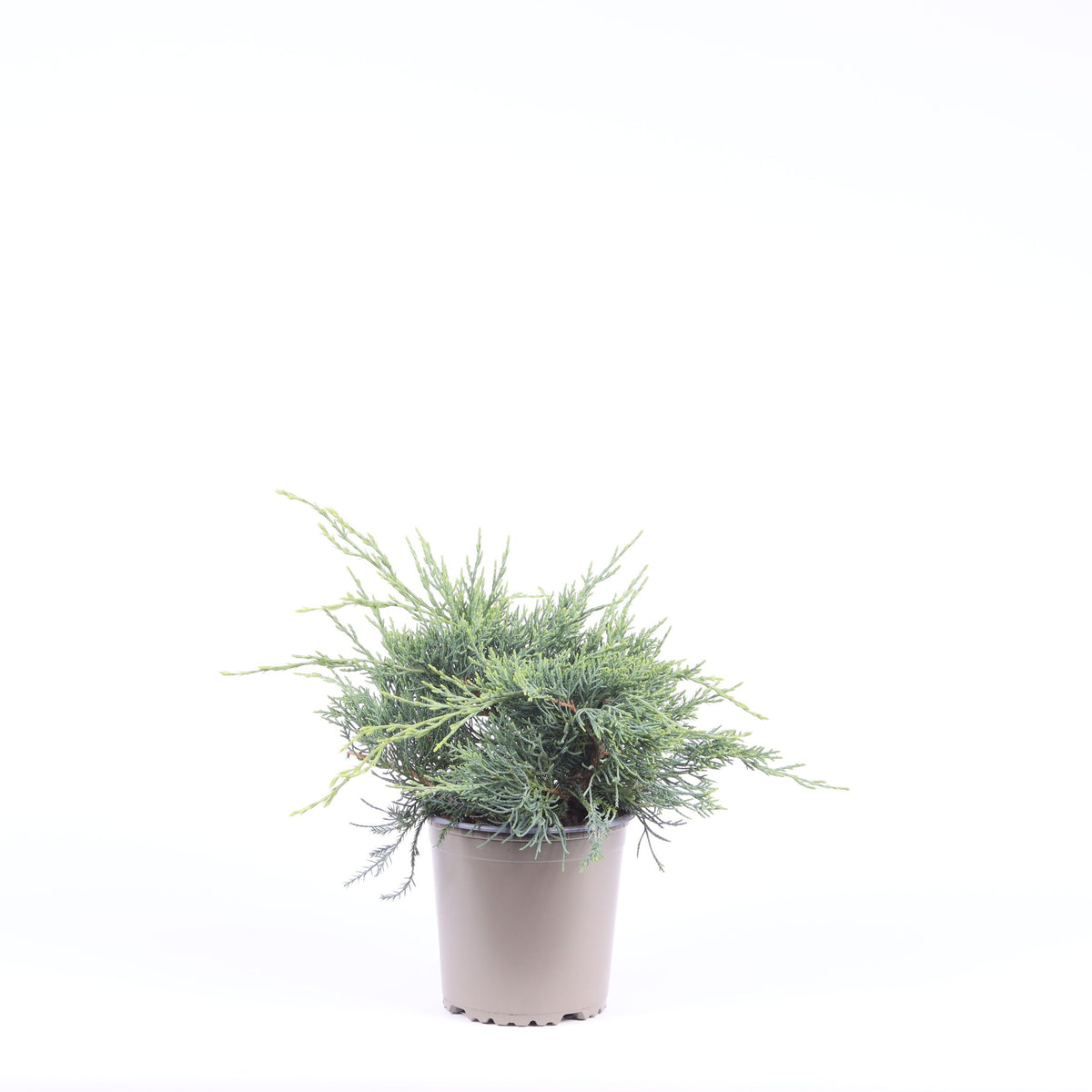 Juniperus Pfitzeriana Glauca 20cm 13cm Pot