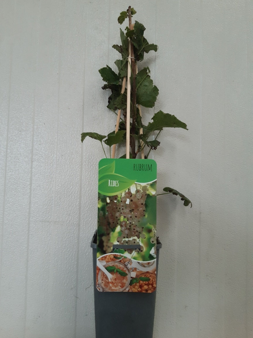 Ribes rub. witte Hollander 60cm 14cm Pot