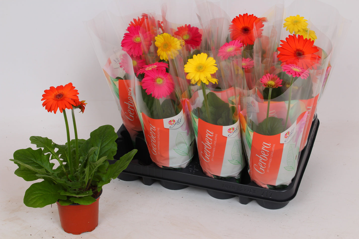 Gerbera Colourgame mix 30cm 9cm Pot