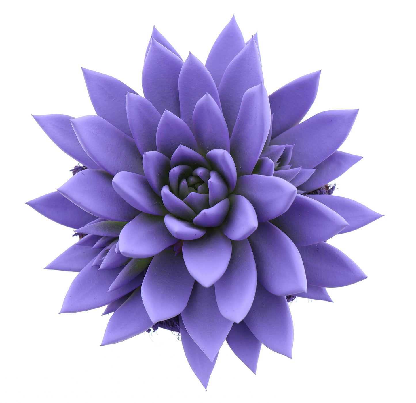Rainbow dark milka 15cm 12cm Pot