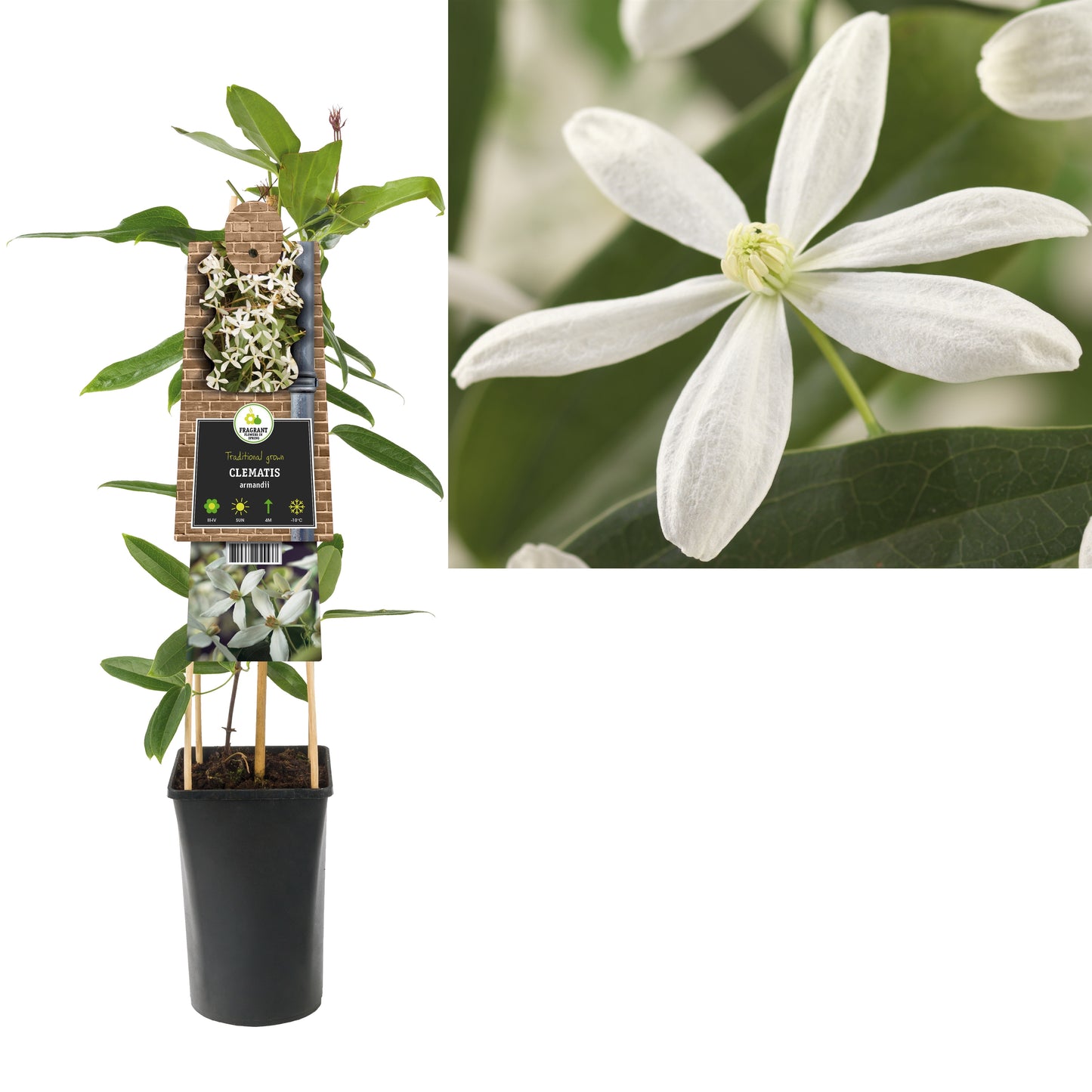 Clematis armandii 75cm 17cm Pot