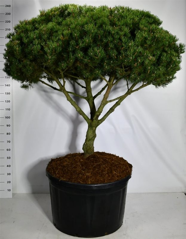 Pinus hybrid 220cm 90cm Pot