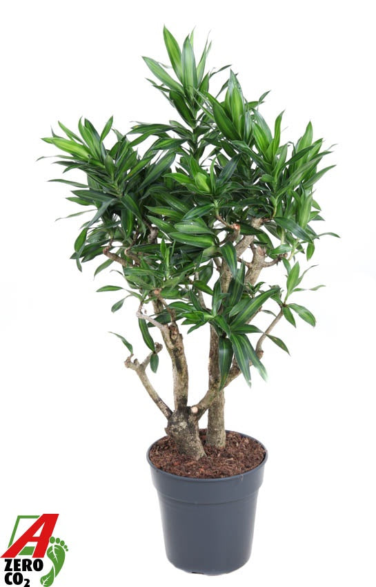 Dracaena ref Song of Jamaica 100cm 24cm Pot