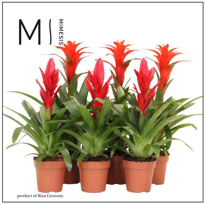 Bromelia mix 45cm 12cm Pot