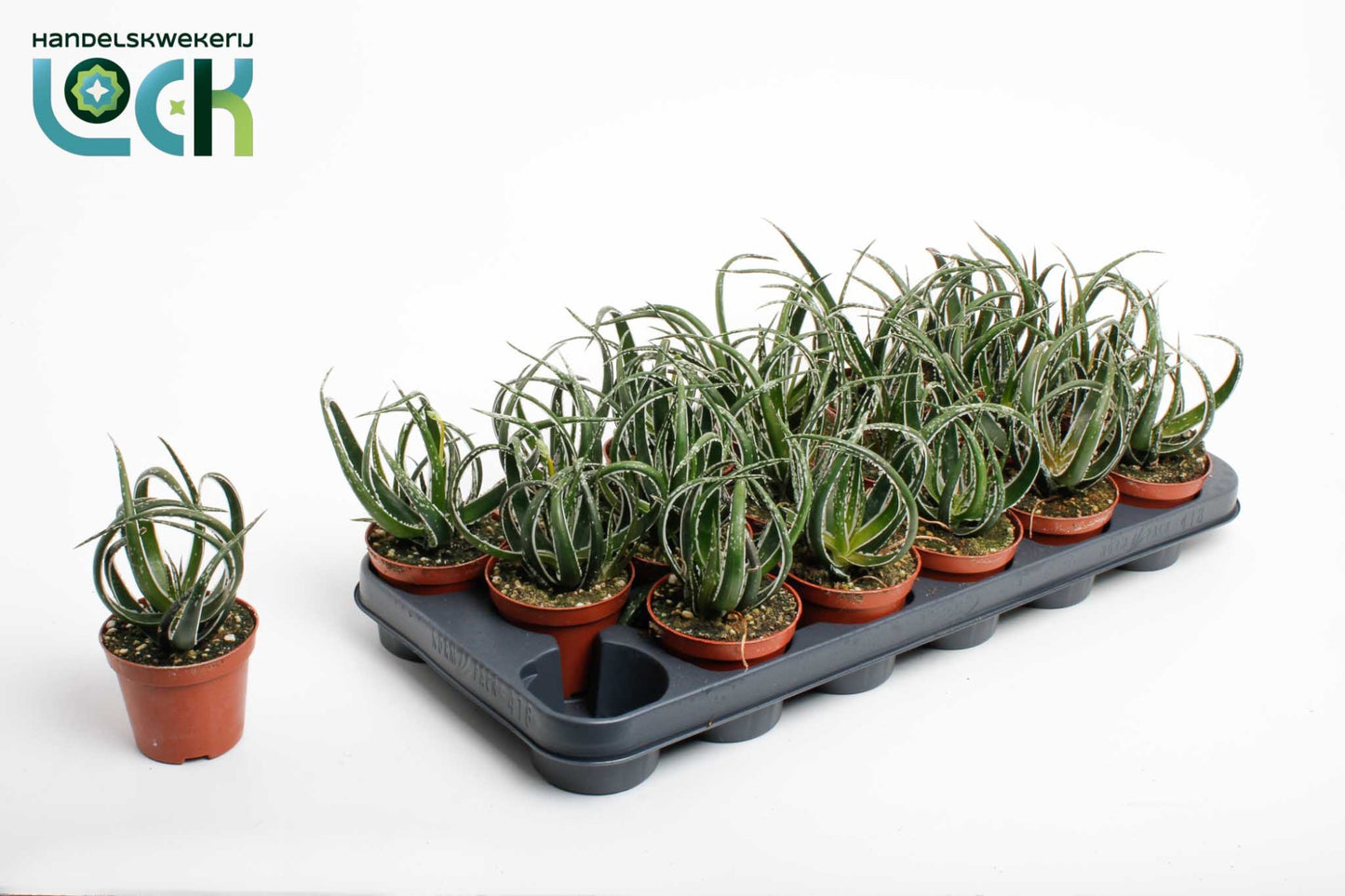 aloe-maidu-20cm-special-pot-508