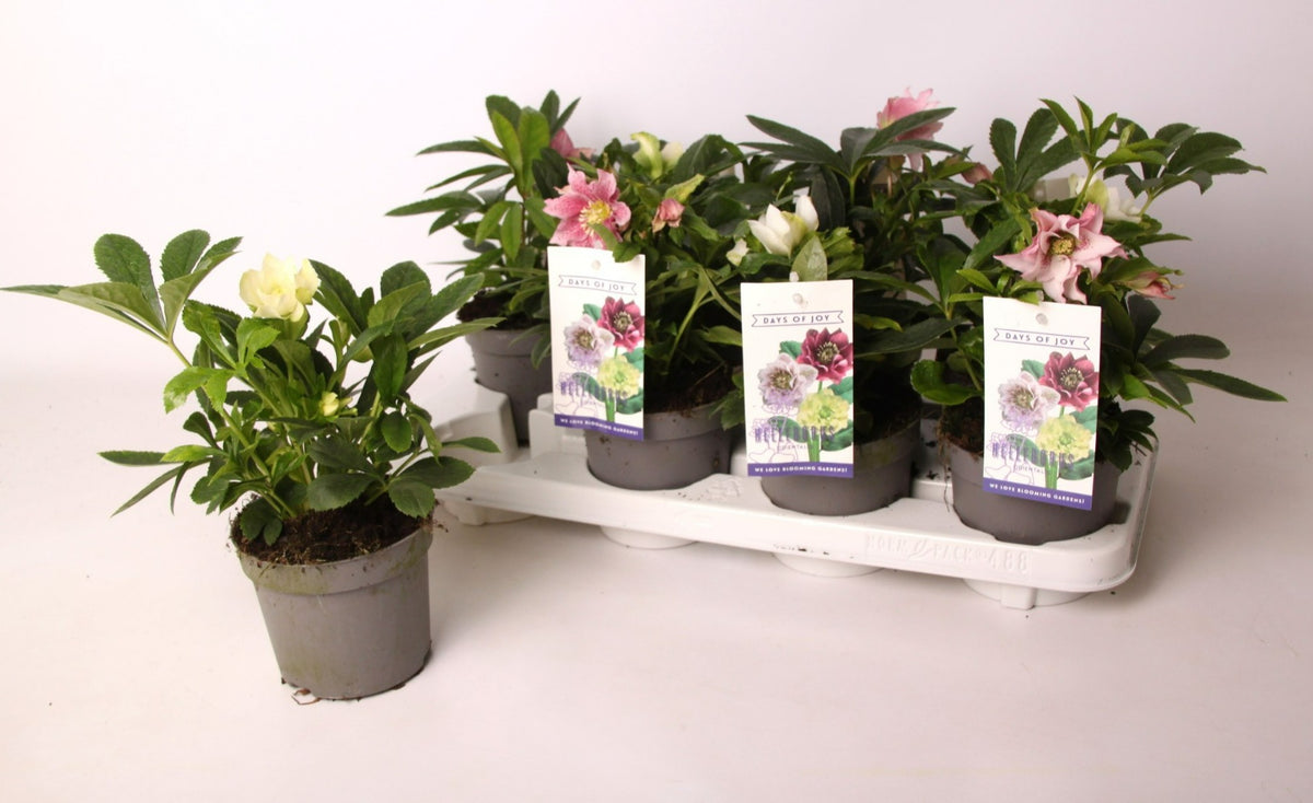 Helleborus or. mix 25cm 13cm Pot