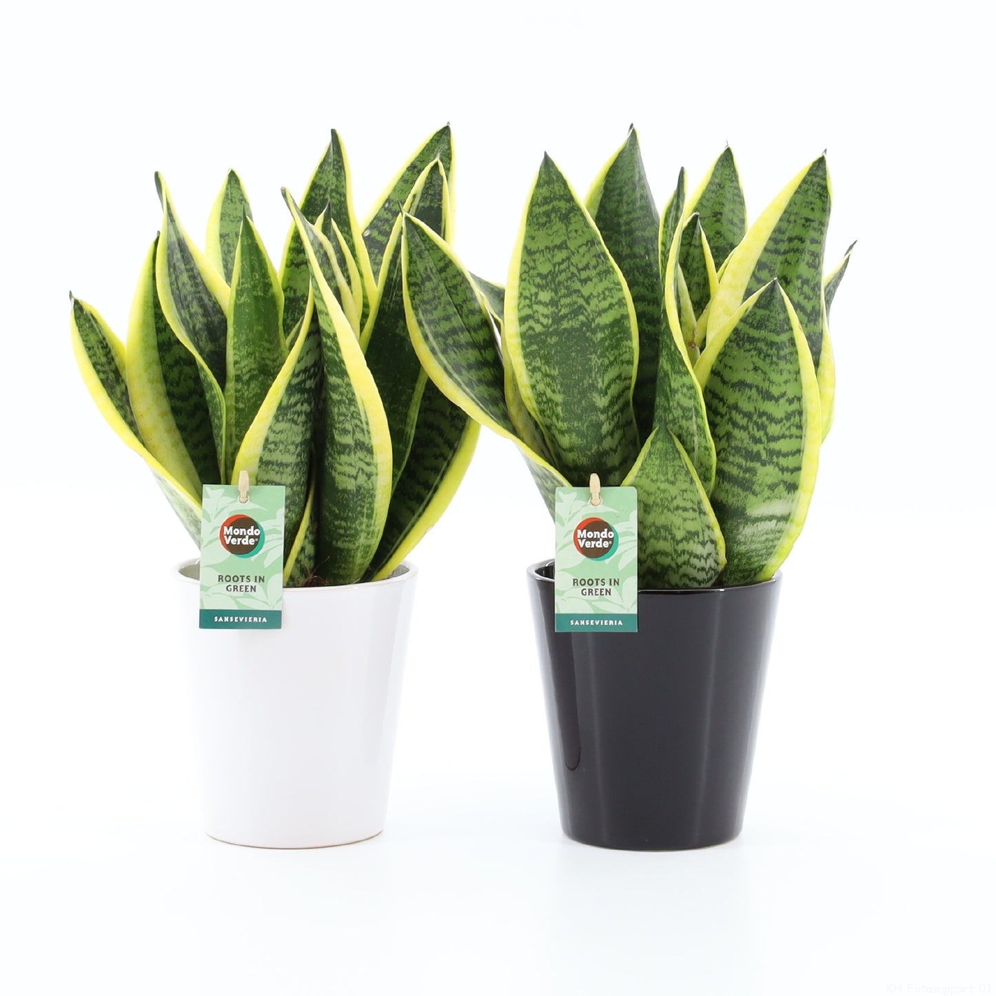 Sansevieria Futura Superba 35cm 13cm Pot