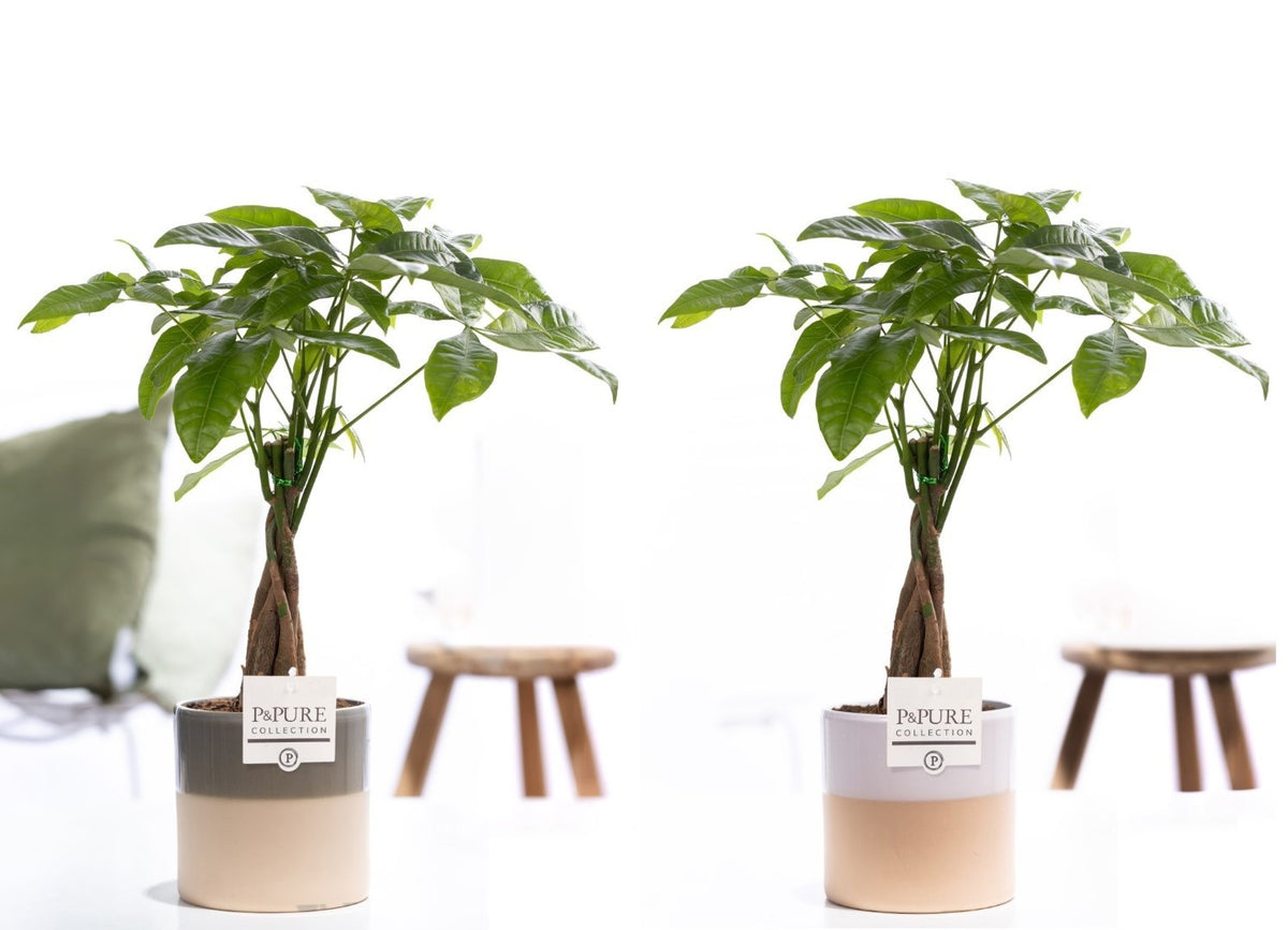 Pachira aquatica 45cm 12cm Pot