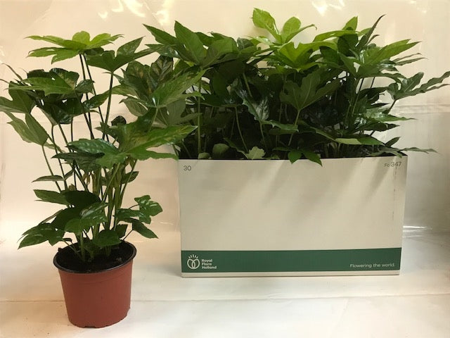 Fatsia japonica 58cm 17cm Pot
