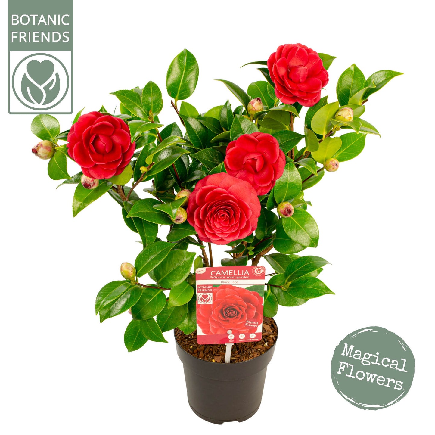 Camellia Black Lace 55cm 15cm Pot