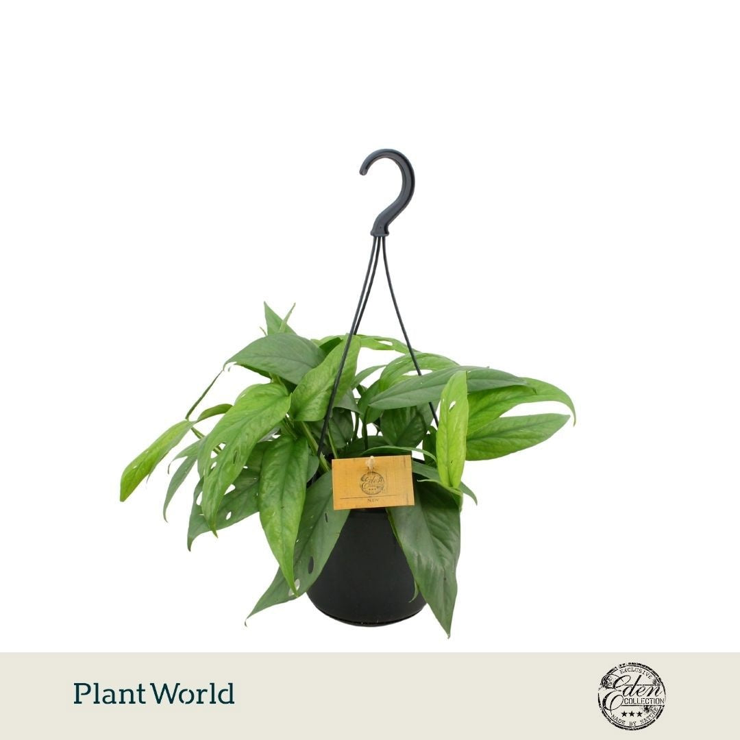 Plantworld Smit Kwekerij Epipremnum pinnatum Cebu Blue Pack of 5