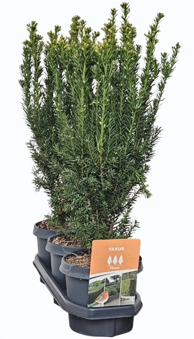 Taxus media Hillii 55cm 19cm Pot