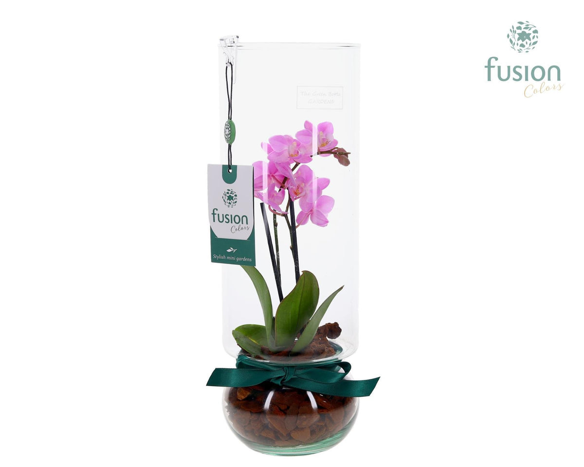 Green Bottle Angelica Large met Phalaenopsis 35cm 12cm Pot