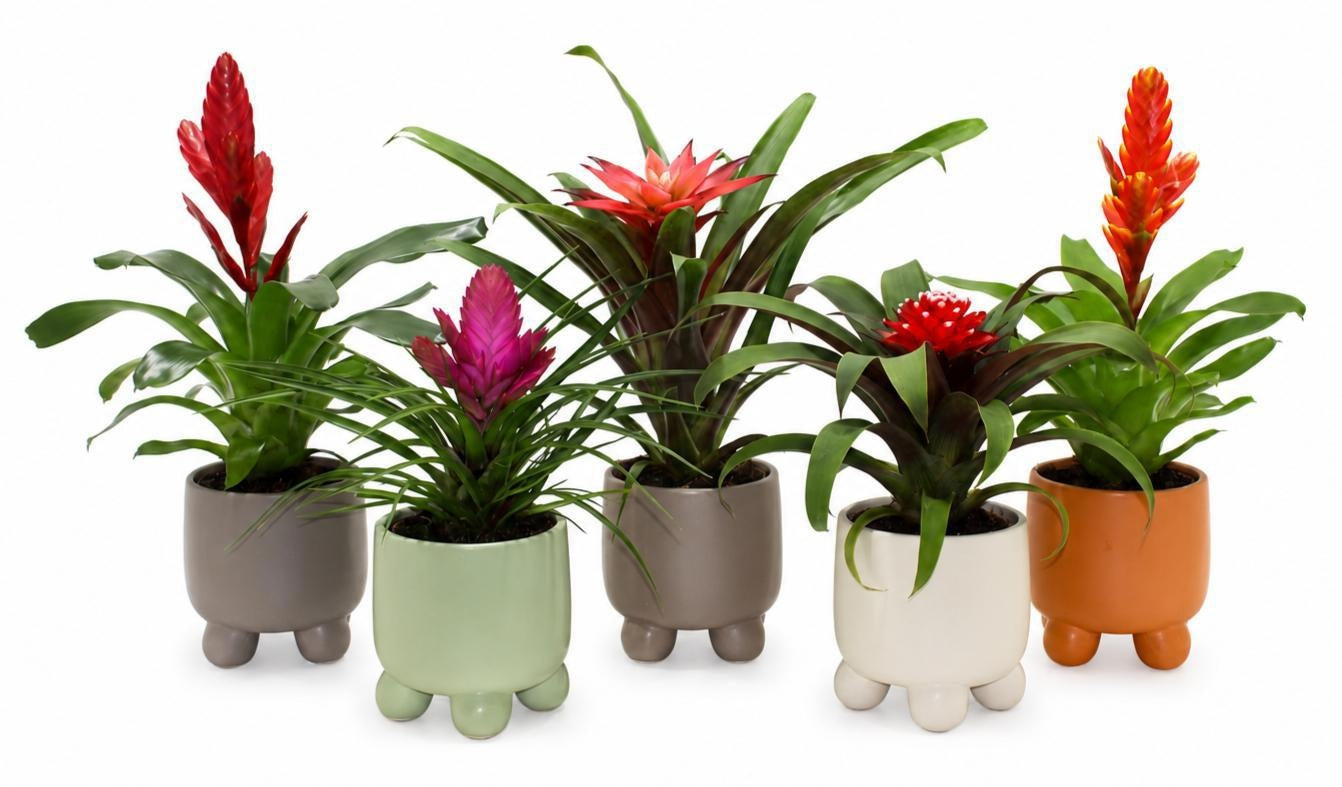 Bromelia mix 30cm 10.5cm Pot