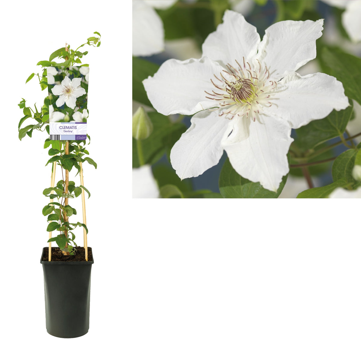 Clematis hybrid mix 75cm 17cm Pot