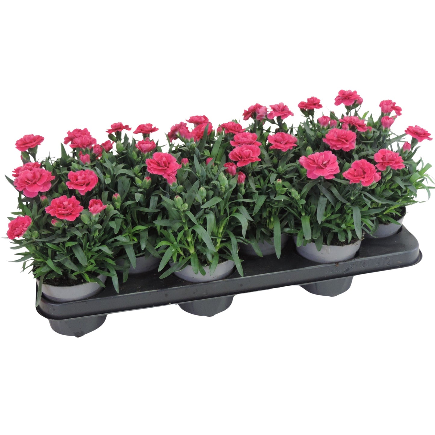 Dianthus Oscar Cherry 20cm 510cm Pot