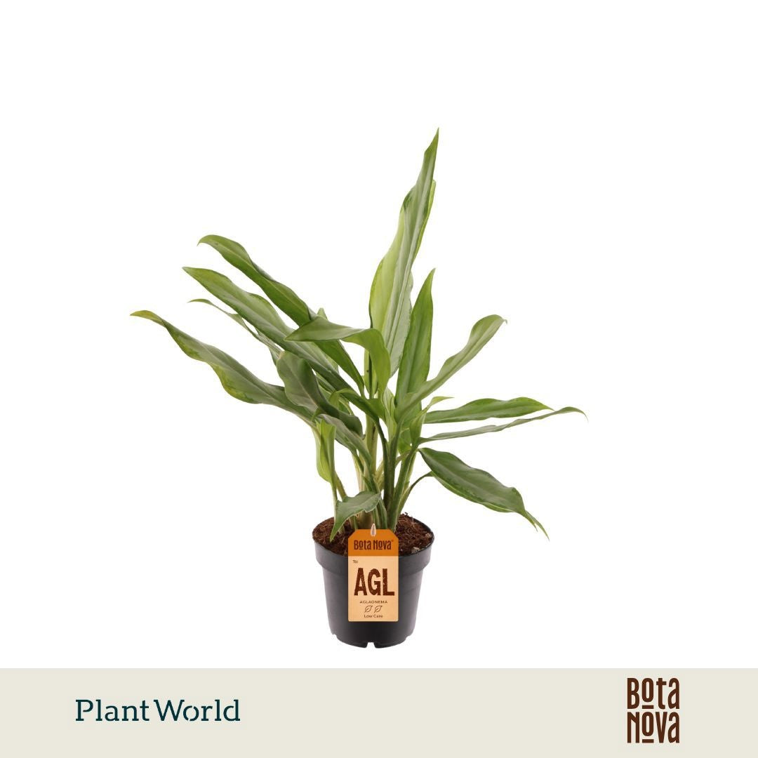 Plantworld Jogrow Aglaonema White Lance Pack of 10