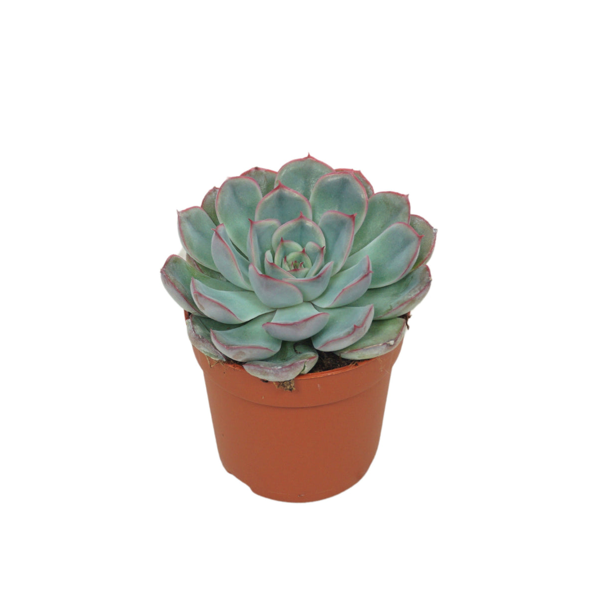 Echeveria Hercules 10cm 7cm Pot