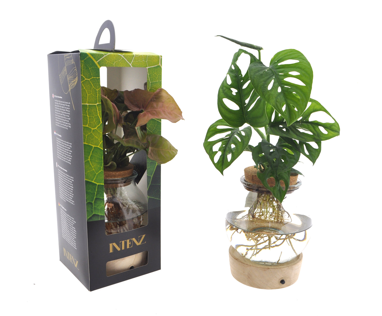 Foliage houseplants mix 45cm 12cm Pot