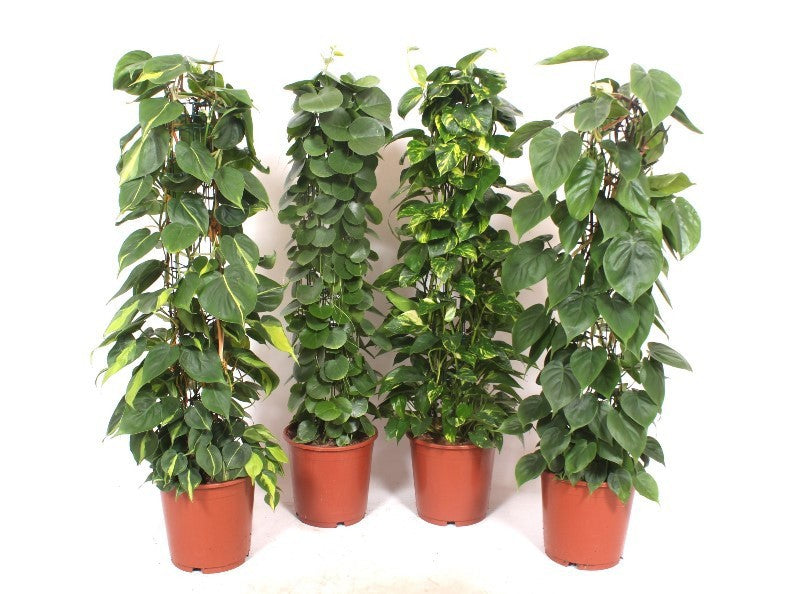 Foliage houseplants mix 110cm 24cm Pot