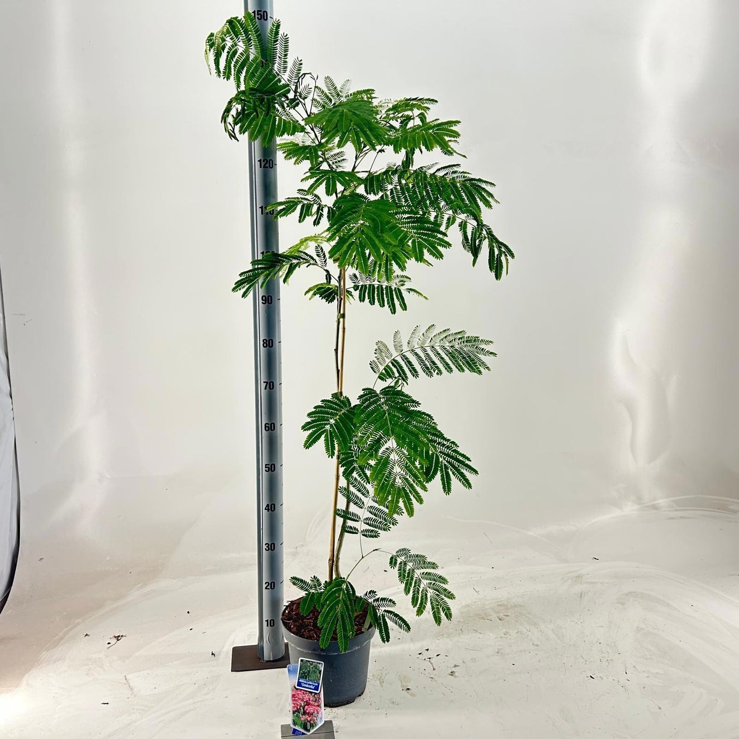 Albizia julibrissin 145cm 23cm Pot