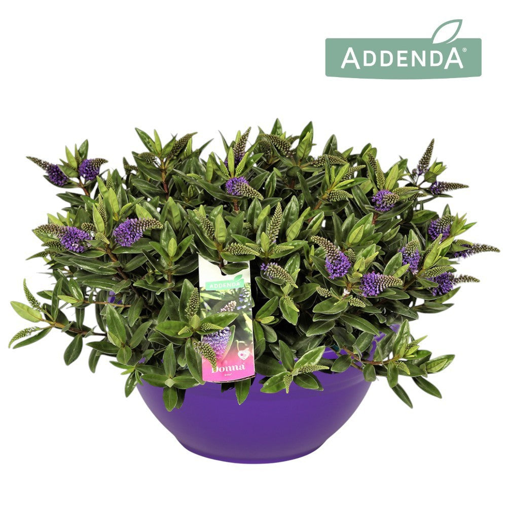 Hebe Hebedonna Britta 45cm 30cm Pot
