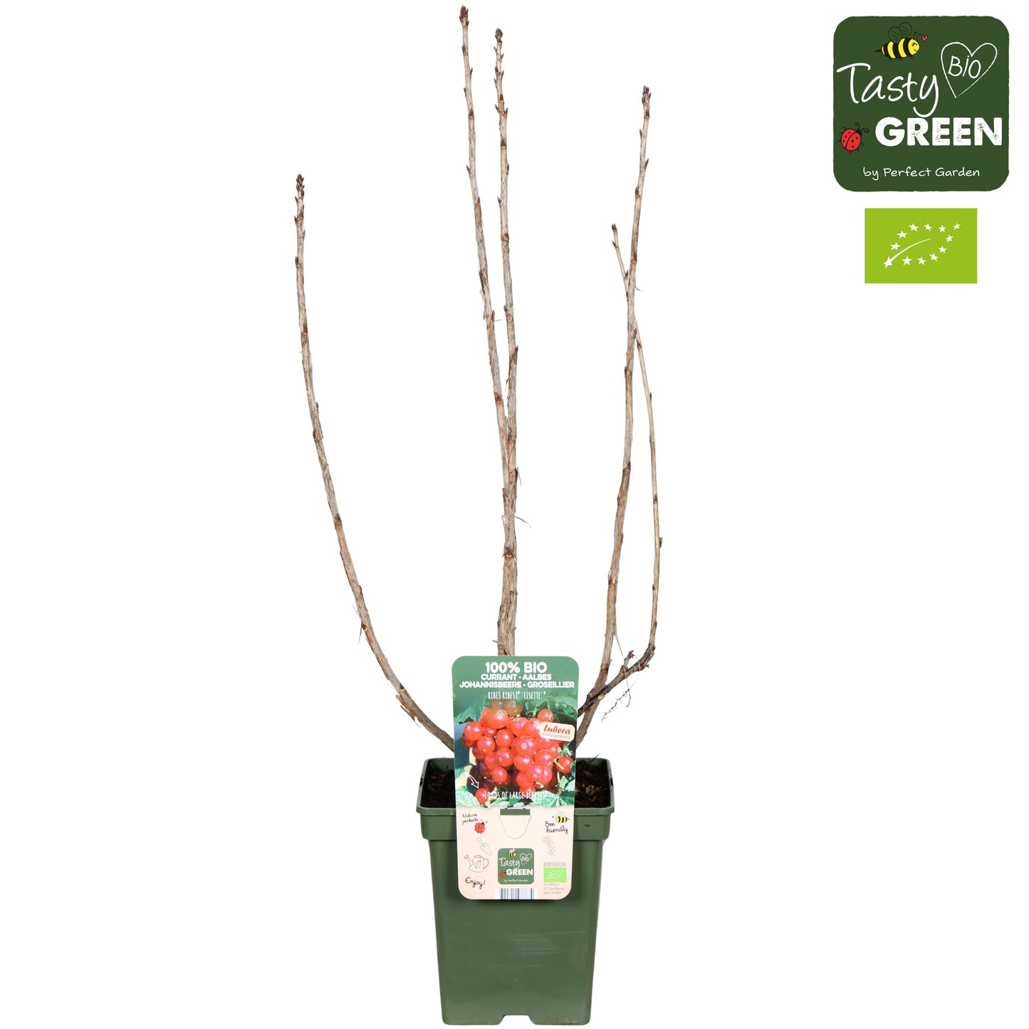 Ribes rubrum ("Redcurrant") 100cm 23cm Pot