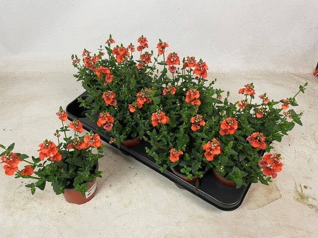 Diascia Flying Colors Upright Orange 20cm 510cm Pot
