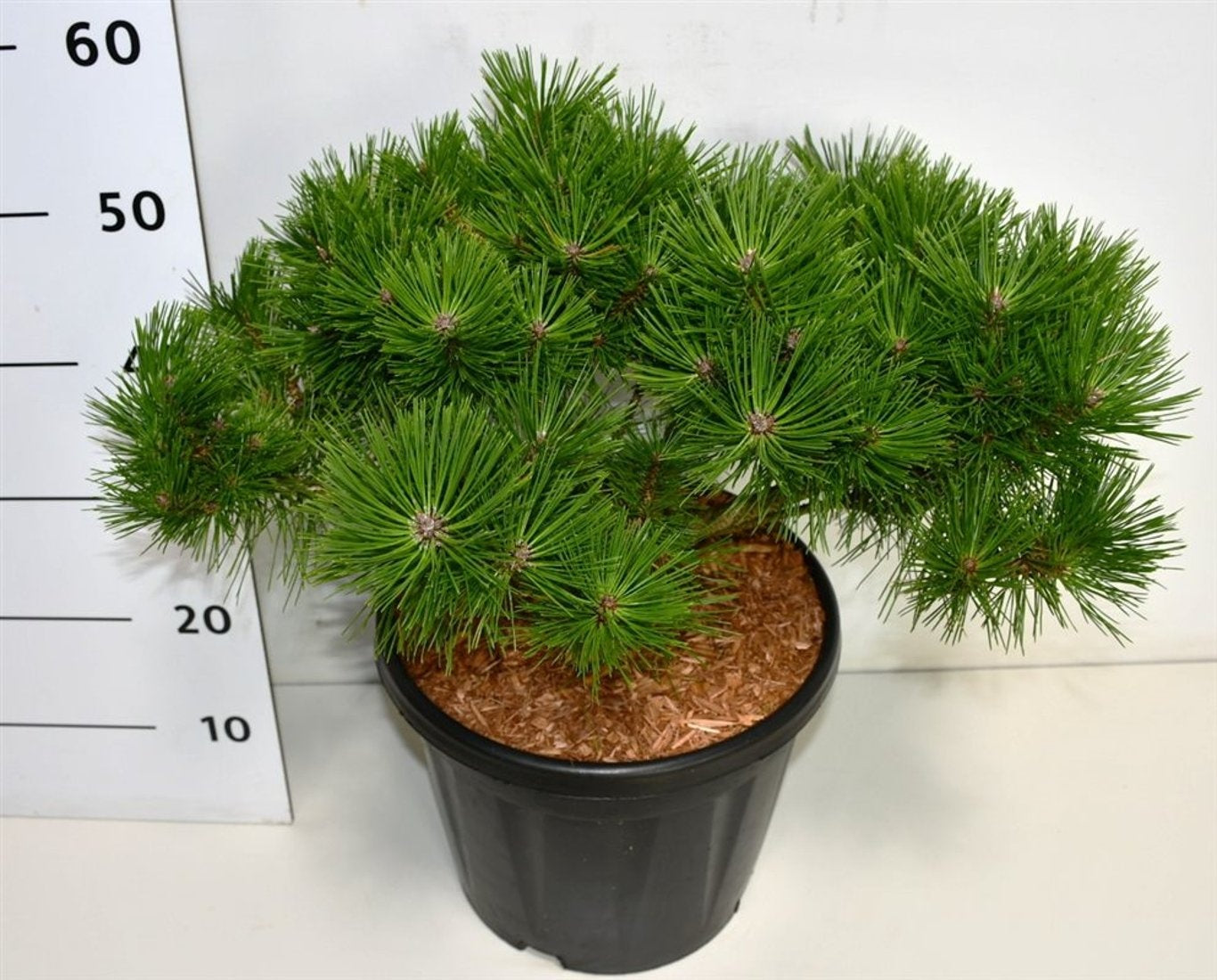 Pinus thunbergii 60cm 38cm Pot